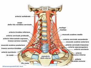 Anatomia colonna cervicale, studio physiosophy di fisioterapia, osteopatia e chiroterapia a Trieste 
